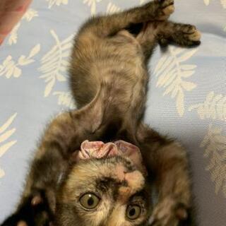 トライアルが決定しました❗陽気で可愛いサビ子猫　1.5ヶ月💕 - 猫