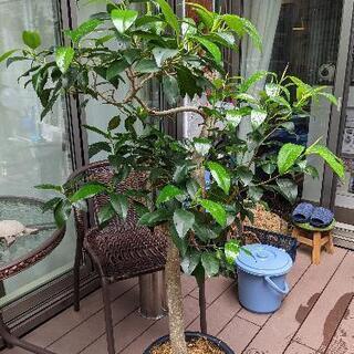 観葉植物 フィカス ビッグリーフ ゴムの木