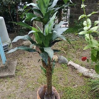 【ネット決済・配送可】ハワイアン　観葉植物