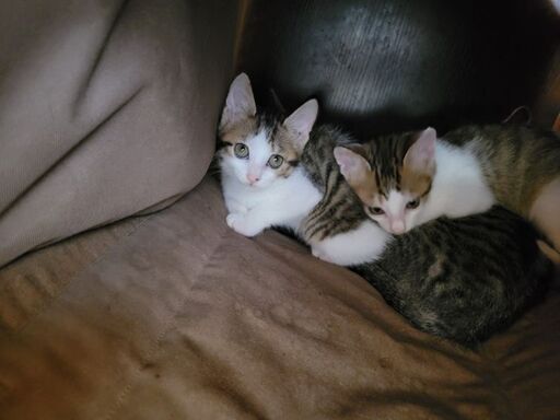 保護猫カフェのボランティアスタッフ 空 大洗の手伝って 助けての助け合い ジモティー 保護猫カフェのボランティアスタッフ 空 大洗の手伝って 助けての助け合い ジモティー