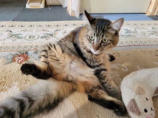 保護猫カフェのボランティアスタッフ 空 大洗の手伝って 助けての助け合い ジモティー 保護猫カフェのボランティアスタッフ 空 大洗の手伝って 助けての助け合い ジモティー