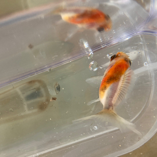 群馬県の中古金魚が無料 格安で買える ジモティー 群馬県の中古金魚が無料 格安で買える ジモティー