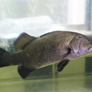 その他 バラマンディー 40cm±