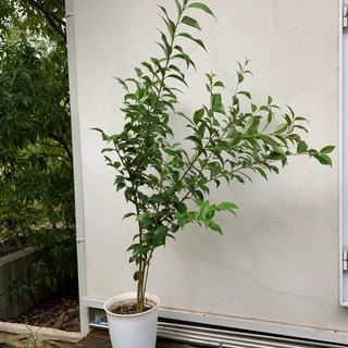 【ネット決済】植物　クロガネモチ　垣根　庭木