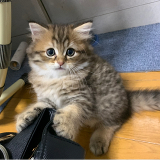 仔猫　無事に里親決まりました。返信できなかった方々すみません。お...