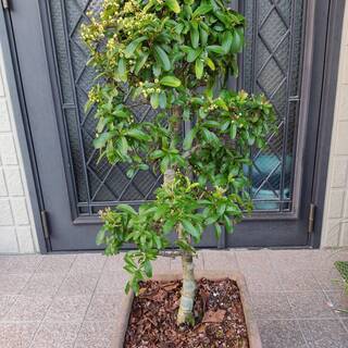 鉢植え★盆栽★ピラカンサス★高さ：約90cm★樹齢：約20年