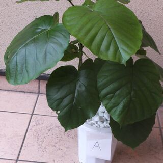 【ネット決済】観葉植物　ウンベラータ　Ａ