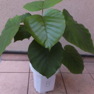 【ネット決済】観葉植物　ウンベラータ　B