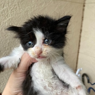 子猫の里親募集 - 印西市