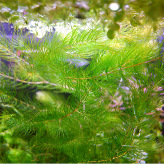 マツモ　水草【一旦終了です】