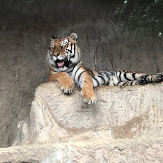 動物園・水族館一緒に行きましょう!