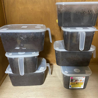 ニジイロクワガタ ヘラクレス 飼育用品 セット