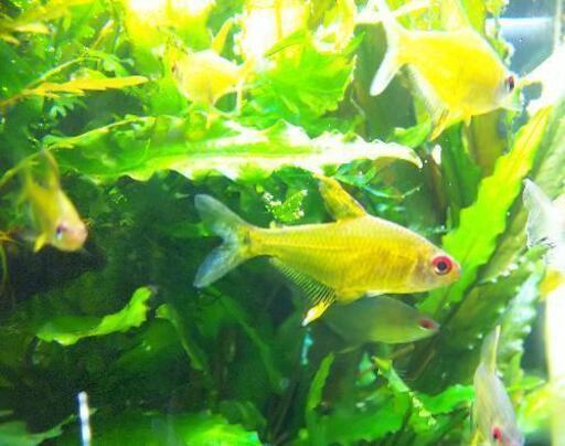 レモンテトラ 熱帯魚 テツ 佐世保のインテリア雑貨 小物の中古あげます 譲ります ジモティーで不用品の処分