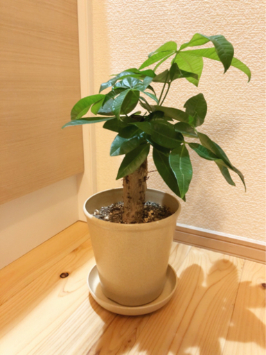 観葉植物　生長したパキラ②　39cm　ナチュラルカラーの5号の鉢と受け皿付き