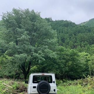 大分県佐伯市の山林を貸し出しいたします