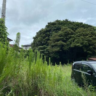 山口県下関市彦島の山林を売ります  激安１万円！