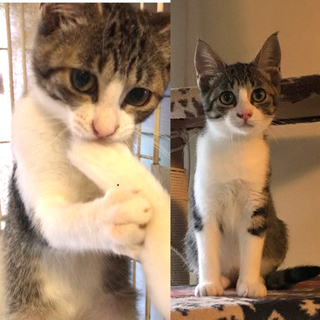 4ヶ月☆キジシロ猫さん - 小美玉市