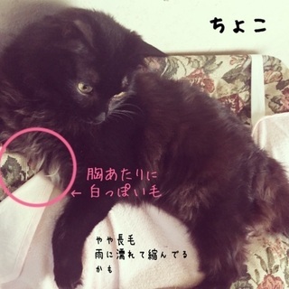 黒猫長毛、白黒ハチワレ、探してます！東大阪市東石切町５