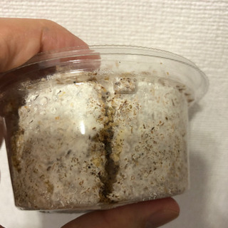 久留米産　オオクワガタ　幼虫(2匹+1匹)