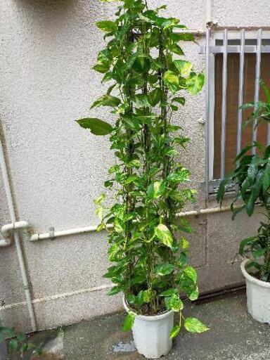 激安！ 観葉植物 ポトス www.dasarathanschool.com