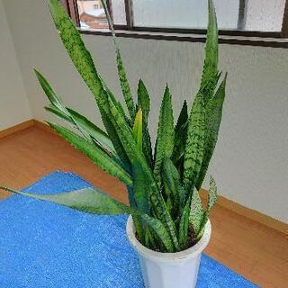 激安！　観葉植物　サンスベリア 2