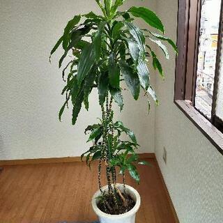 激安！　観葉植物　アオワーネッキー 3