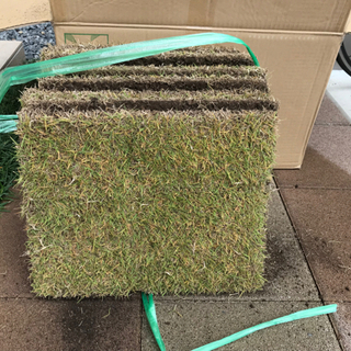 中古高麗芝が無料 格安で買える ジモティー