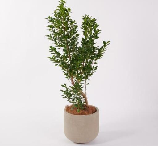 無印良品 セメント鉢カバー 11号 鉢カバー 軽量 アートストーン ボーラ