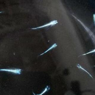 【ネット決済】ブラチナ星河リアルロングフィン若魚