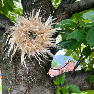 受注制作秋を迎えるパンパスグラスふわふわリース