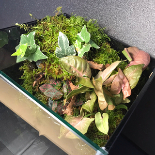 ☆★杜のメダカ☆★メダカ飼育にオススメコケリウム・テラリウム完成品★20センチ