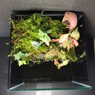 ☆★杜のメダカ☆★メダカ飼育にオススメコケリウム・テラリウム完成品★20センチ