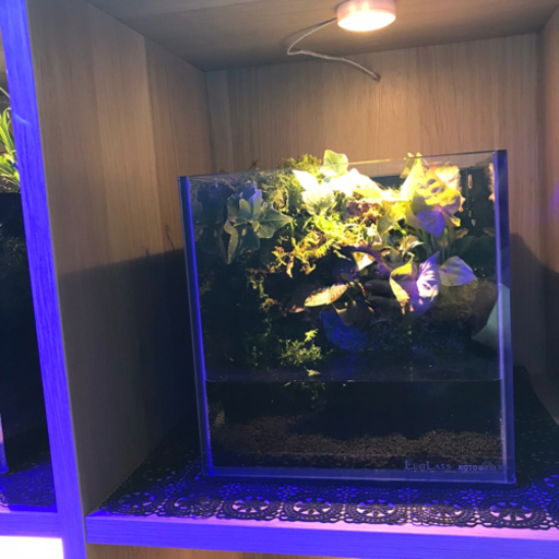 ☆★杜のメダカ☆★メダカ飼育にオススメコケリウム・テラリウム完成品★20センチ