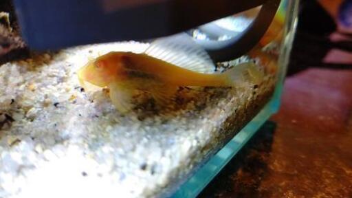 熱帯魚アルビノマーブルセルフィンプレコ約5 さーゆ 高尾のその他の中古あげます 譲ります ジモティーで不用品の処分