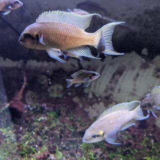 ﾗﾑﾌﾟﾛﾛｸﾞｽブリチャージ熱帯魚アフリカンシクリッドタンガニーカ湖まだ１５匹ほどいます あきら りえこ 鉄道博物館のその他の中古あげます 譲ります ジモティーで不用品の処分