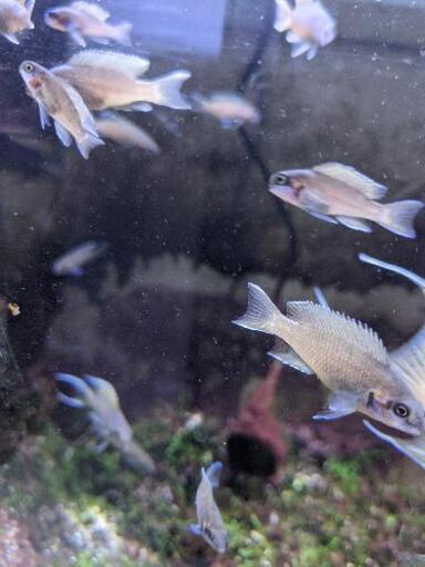 ﾗﾑﾌﾟﾛﾛｸﾞｽブリチャージ熱帯魚アフリカンシクリッドタンガニーカ湖まだ１５匹ほどいます あきら りえこ 鉄道博物館のその他の中古あげます 譲ります ジモティーで不用品の処分