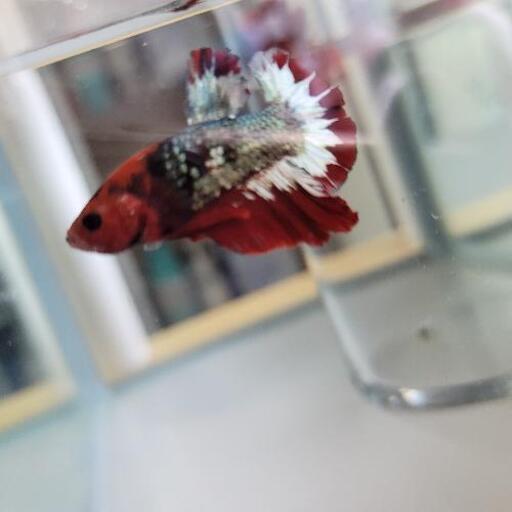 値下げ 早い者勝ち ベタ プラカット ハーフムーン 熱帯魚 セール カレット将軍 由比のその他の中古あげます 譲ります ジモティーで不用品の処分