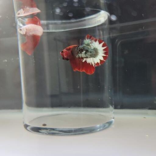 値下げ 早い者勝ち ベタ プラカット ハーフムーン 熱帯魚 セール カレット将軍 由比のその他の中古あげます 譲ります ジモティーで不用品の処分