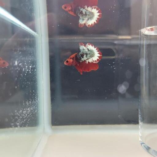 値下げ 早い者勝ち ベタ プラカット ハーフムーン 熱帯魚 セール カレット将軍 由比のその他の中古あげます 譲ります ジモティーで不用品の処分
