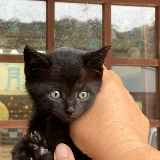 黒の可愛い猫