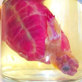 【ネット決済・配送可】ロシアリクガメの透明骨格標本