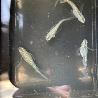 緑光ヒレ長の若魚(10～20mm)5匹 