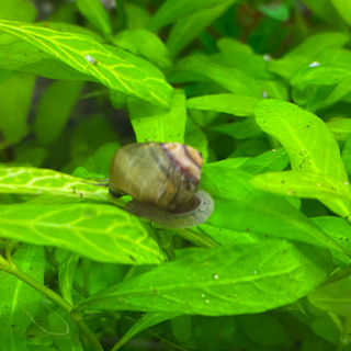 東京都の中古タニシが無料 格安で買える ジモティー