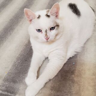 メス８歳　優しい白猫