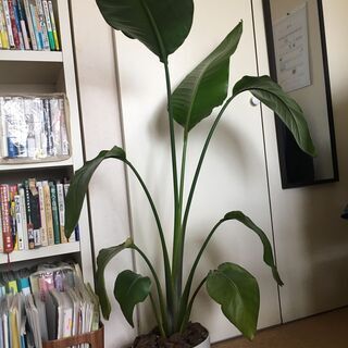 【ネット決済】オーガスタ　観葉植物　115cm 鉢・受皿付