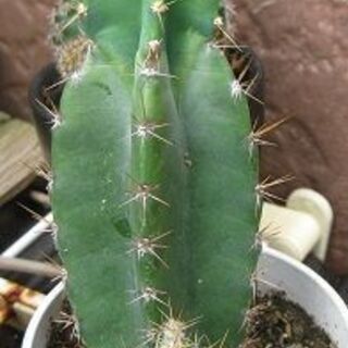 多肉植物 柱サボテン子持ち 白い大きな花 インドネシア産 太めサボテン Ran 湯浅のその他の中古あげます 譲ります ジモティーで不用品の処分