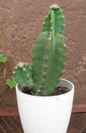 多肉植物 柱サボテン子持ち 白い大きな花 インドネシア産 太めサボテン Ran 湯浅のその他の中古あげます 譲ります ジモティーで不用品の処分