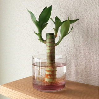 観葉植物　キングバンブー⑤　16cm　ナチュラルキッチンのおしゃ...