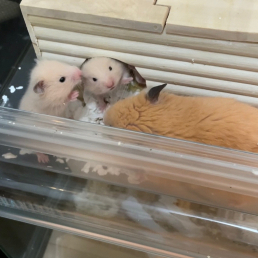キンクマハムスターの赤ちゃんお譲りします ぷっちゃん 墨田のその他の里親募集 ジモティー