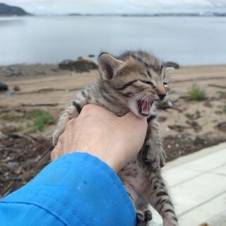 キジトラ①　真っすぐ尻尾　9/15トライアル中の画像